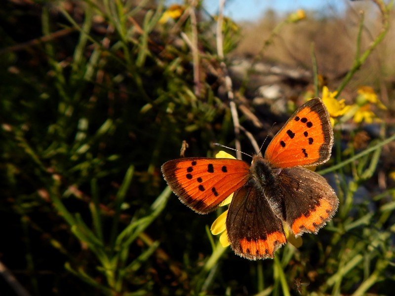 L''ultima Lycaena...